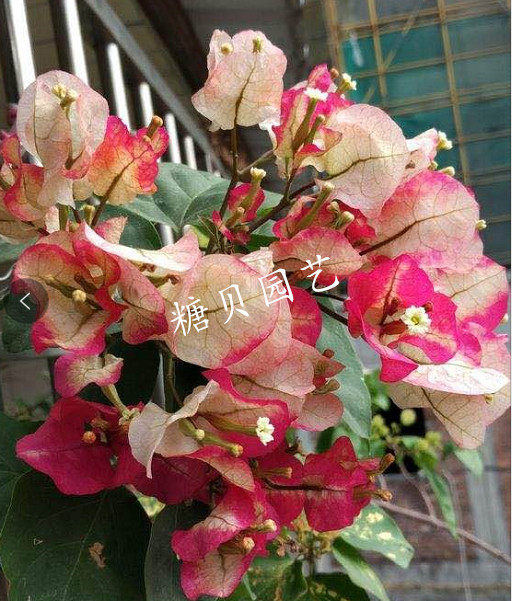 特价印度画报 三角梅