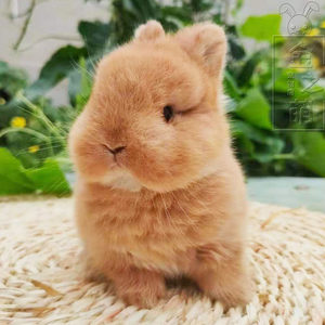 进口一代二代双血统宠物兔子小型垂耳兔活物小鹿色侏儒兔活长不大