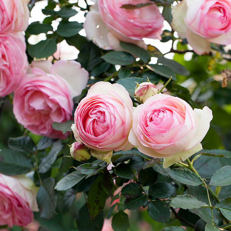 【粉色龙沙宝石】6l盆栽 绿园美植老园丁中苗灌木月季单季开花