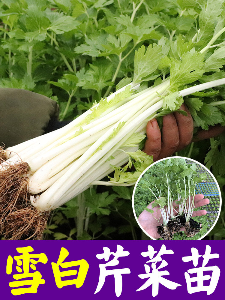 四季白芹菜种籽四川白杆白梗芹菜种孑本地实心小香芹菜籽种蔬菜子