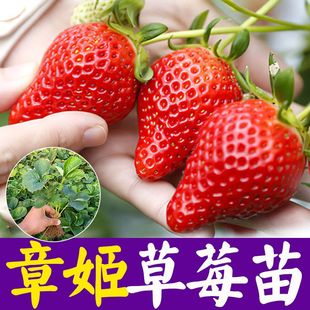 四季草莓苗盆栽食用超甜带土带盆奶油桃熏天使梦之莹超大果树秧苗