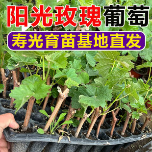 正宗阳光玫瑰葡萄树苗南方北方种植大苗玫瑰香苗秧树树苖果树