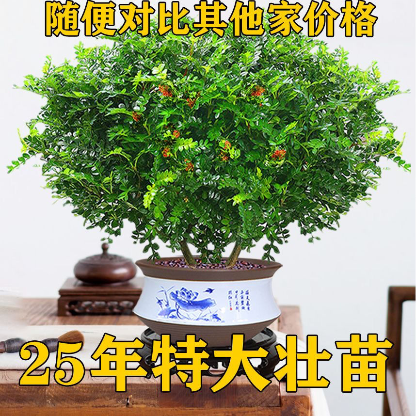 驱蚊虫清香木盆栽正宗胡椒木花卉绿植四季好养净化空气吸甲醛植物