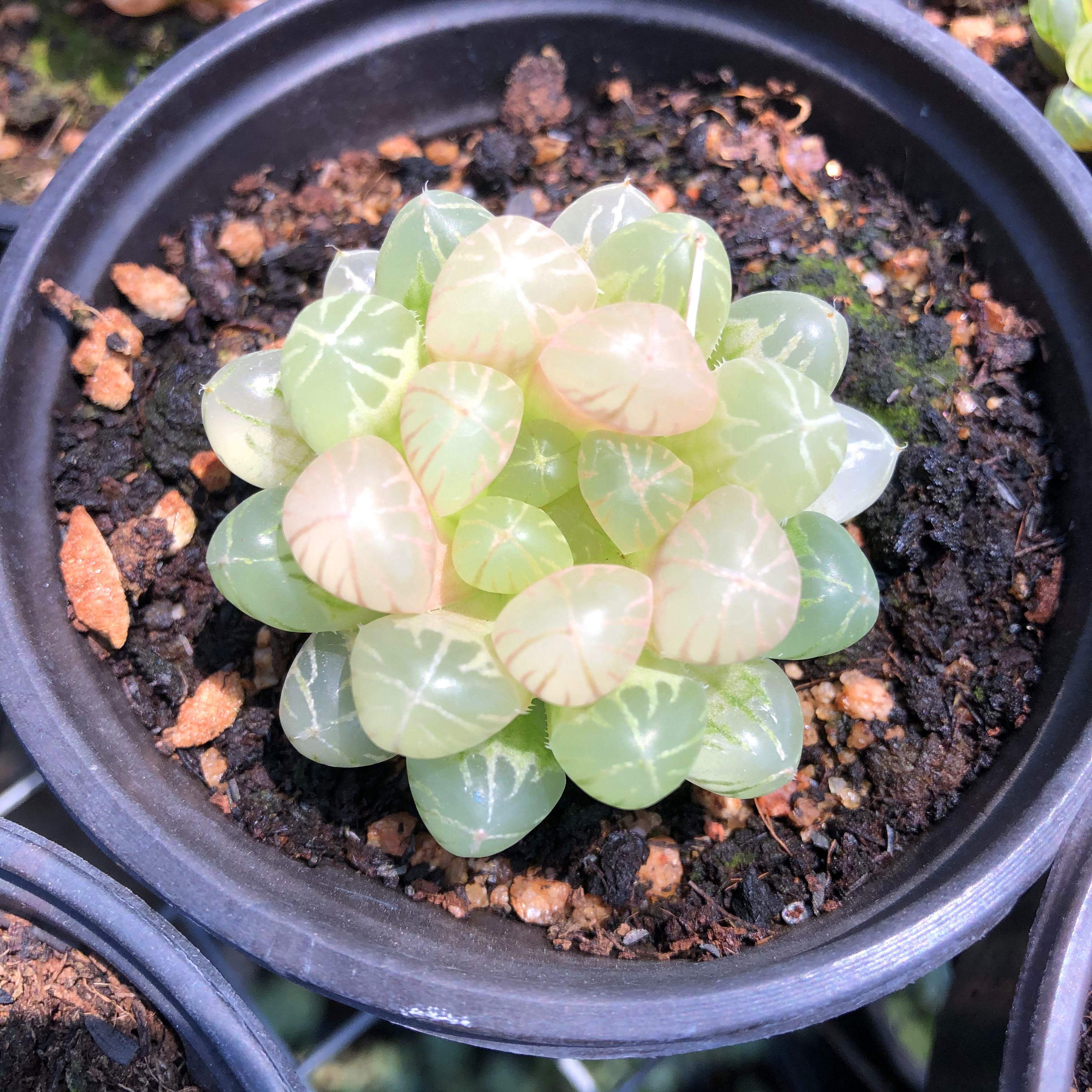 琥珀玉露多肉植物_优搜网