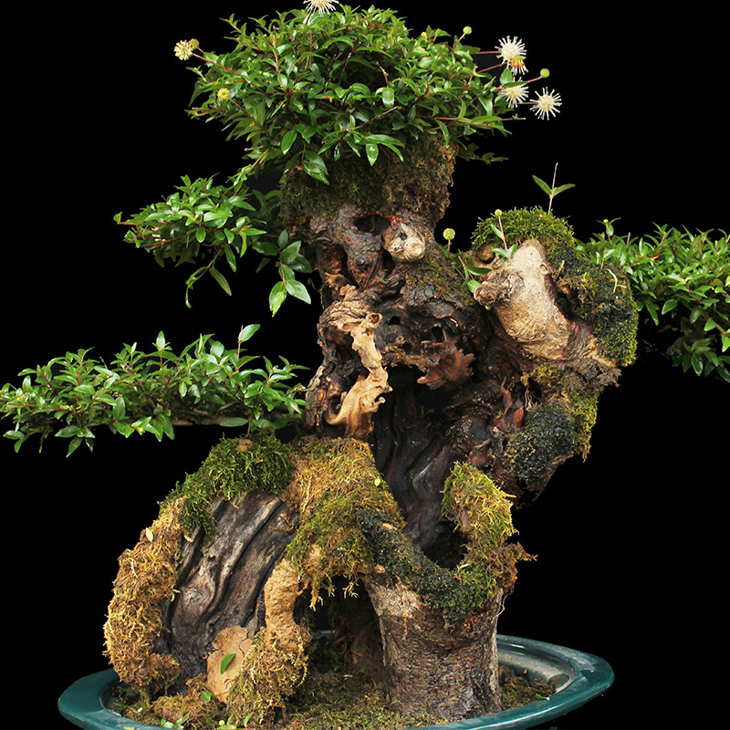 盆景大师袁梦蛟作品 腾飞 杭派盆景 水杨梅大型盆景