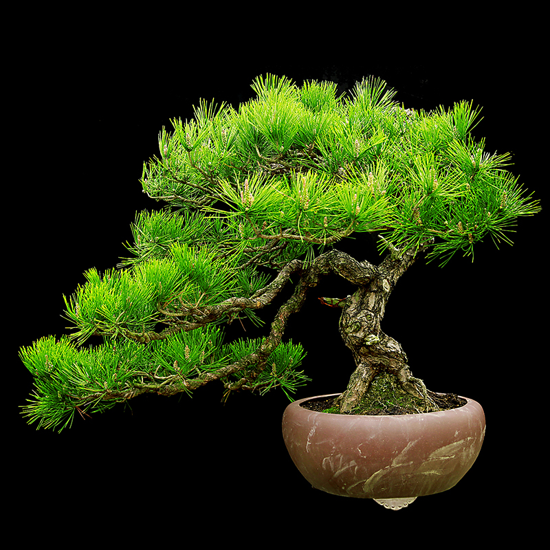 盆景大师袁梦蛟作品 高山流水 杭派盆景 赤松大型盆景