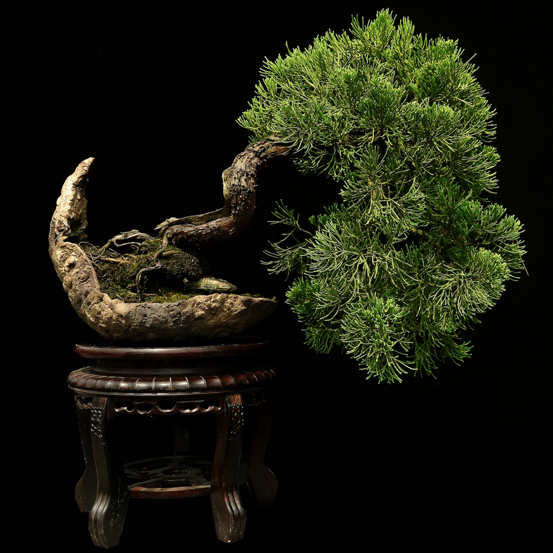 袁梦蛟大师 树桩盆景作品 地柏盆景 福气东来