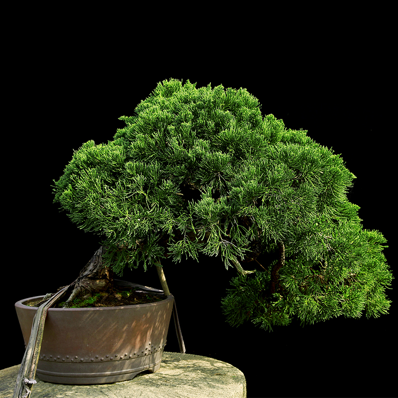 盆景大师袁梦蛟作品 四季如春 杭派盆景 地龙柏大型盆景