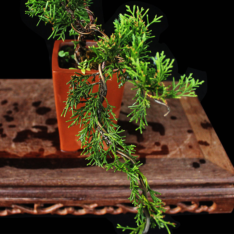 盆景大师袁梦蛟作品 清风 杭派盆景 铺地柏小品盆景