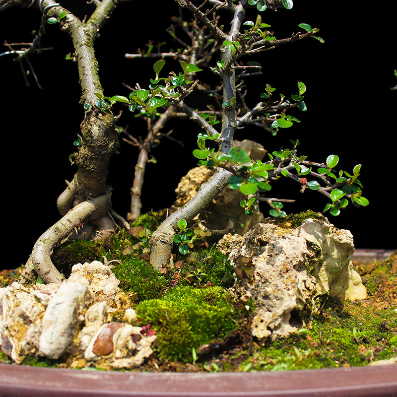 盆景大师袁梦蛟作品 森林 杭派盆景 荀子木丛林盆景