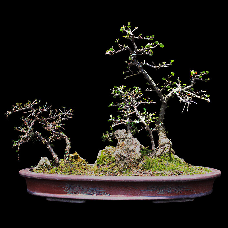盆景大师袁梦蛟作品 森林 杭派盆景 荀子木丛林盆景