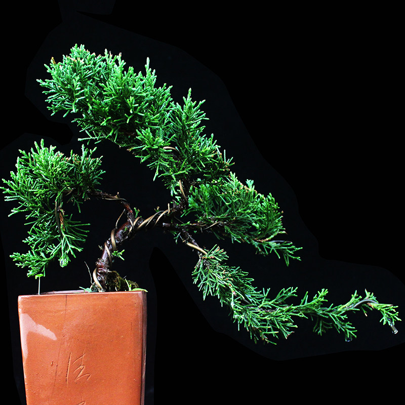 盆景大师袁梦蛟作品 清风 杭派盆景 铺地柏小品盆景