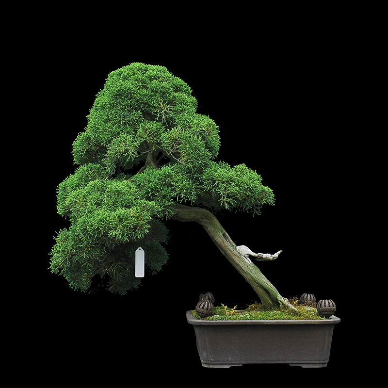 盆景大师袁梦蛟作品 嵩高古柏 杭派盆景 济州真柏盆景
