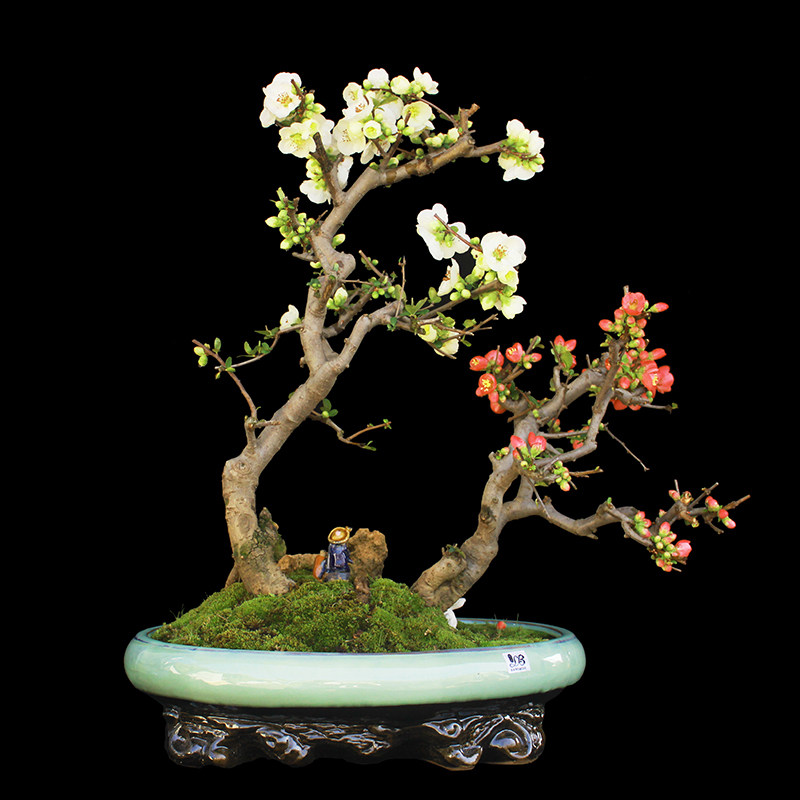 盆景大师袁梦蛟作品 国色天香 杭派盆景 日本东阳锦海棠盆景