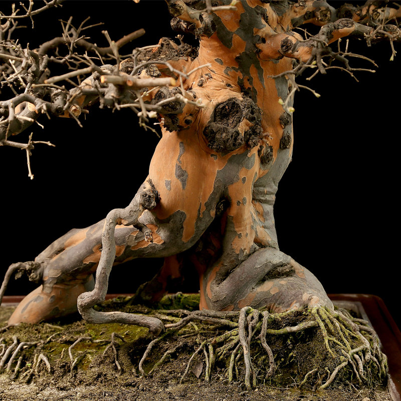 袁梦蛟大师 树桩盆景作品 雀梅盆景 达歌行