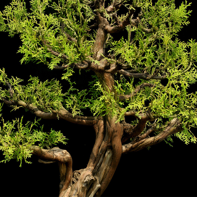 盆景大师袁梦蛟作品 神韵 杭州盆景 侧柏盆景