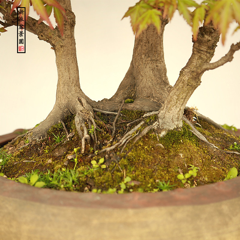 盆景大师袁梦蛟作品 三人行必有我师 杭派盆景 青枫盆景