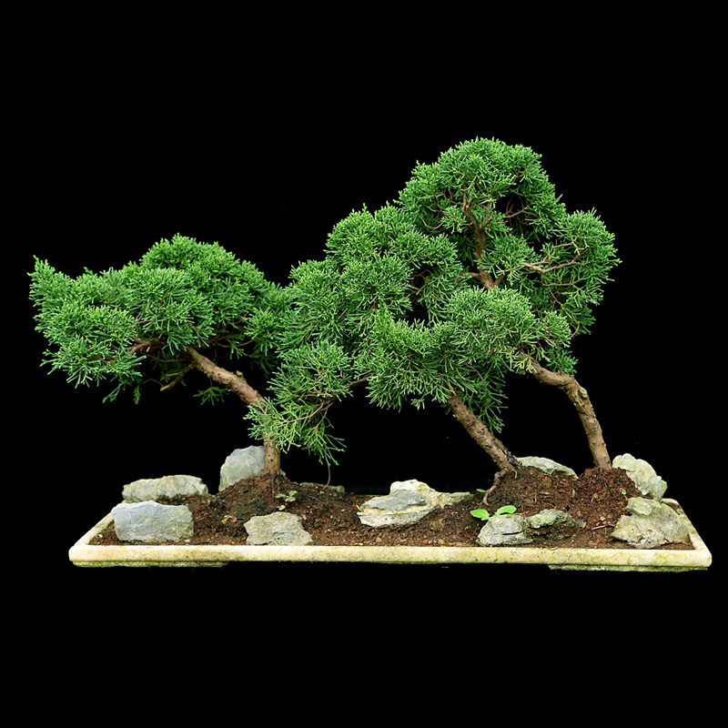 盆景大师袁梦蛟作品 随风 杭派盆景 丛林真柏盆景