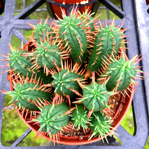 火麒麟多肉植物大戟科红彩阁肉肉植物办公室绿植似仙人球仙人掌