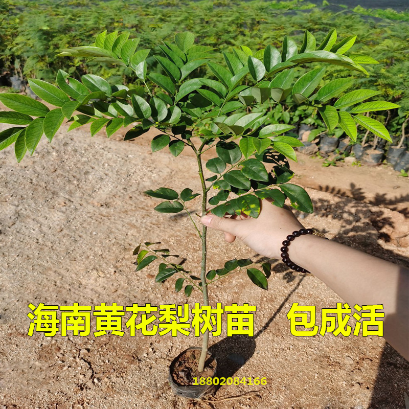 海南黄花梨树苗名贵苗木黄花梨木苗庭院常绿降香黄檀正宗珍贵植物