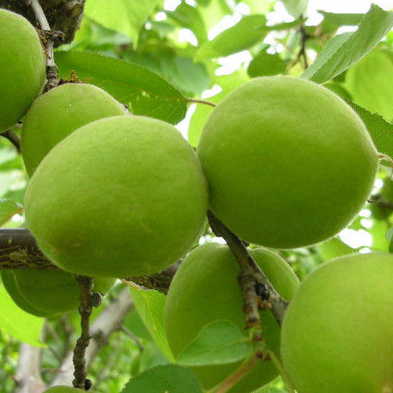 现货青杏水果2022年现摘陕西农家杏子孕妇爱吃绿杏新鲜时令鲜果