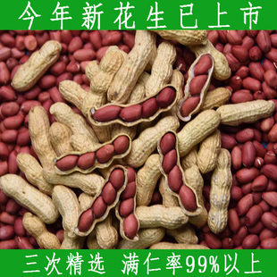 生花生米带壳红皮花生 四粒红衣花生种子高产籽新鲜货晒干种植5斤