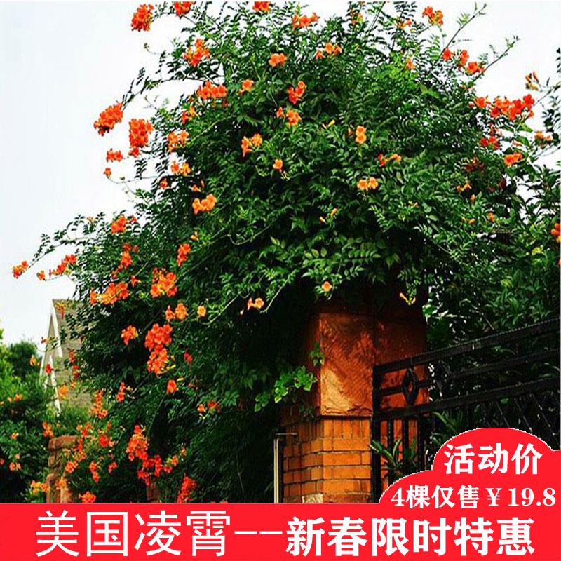 美国凌霄花苗爬藤植物攀爬室外庭院40年老桩庭院造景廊架绿化在类目 鲜花速递/花卉仿真/绿植园艺, 花卉/绿植盆栽(新), 绿植中 - 来自Buy2taobao.com提供专业的淘宝代购服务