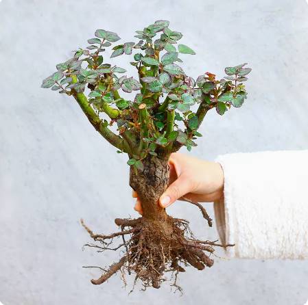 玫瑰花苗四季开花盆栽花卉植物室内花月季花树苗特大花老桩苗