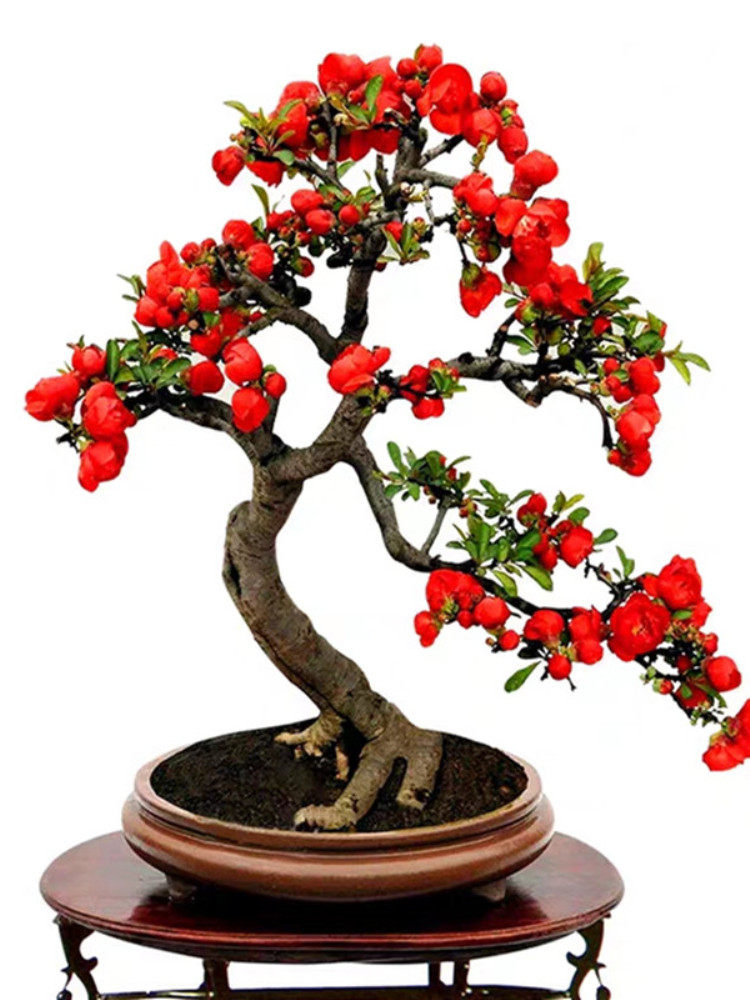 龙火珠茶花苗阳台室外绿植盆栽花卉山茶花树大苗庭院四季观花植物