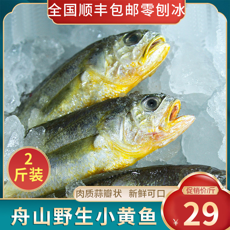 舟山小黄鱼新鲜冷冻正宗冰冻东海商用特产冰鲜深海黄花鱼梅鱼