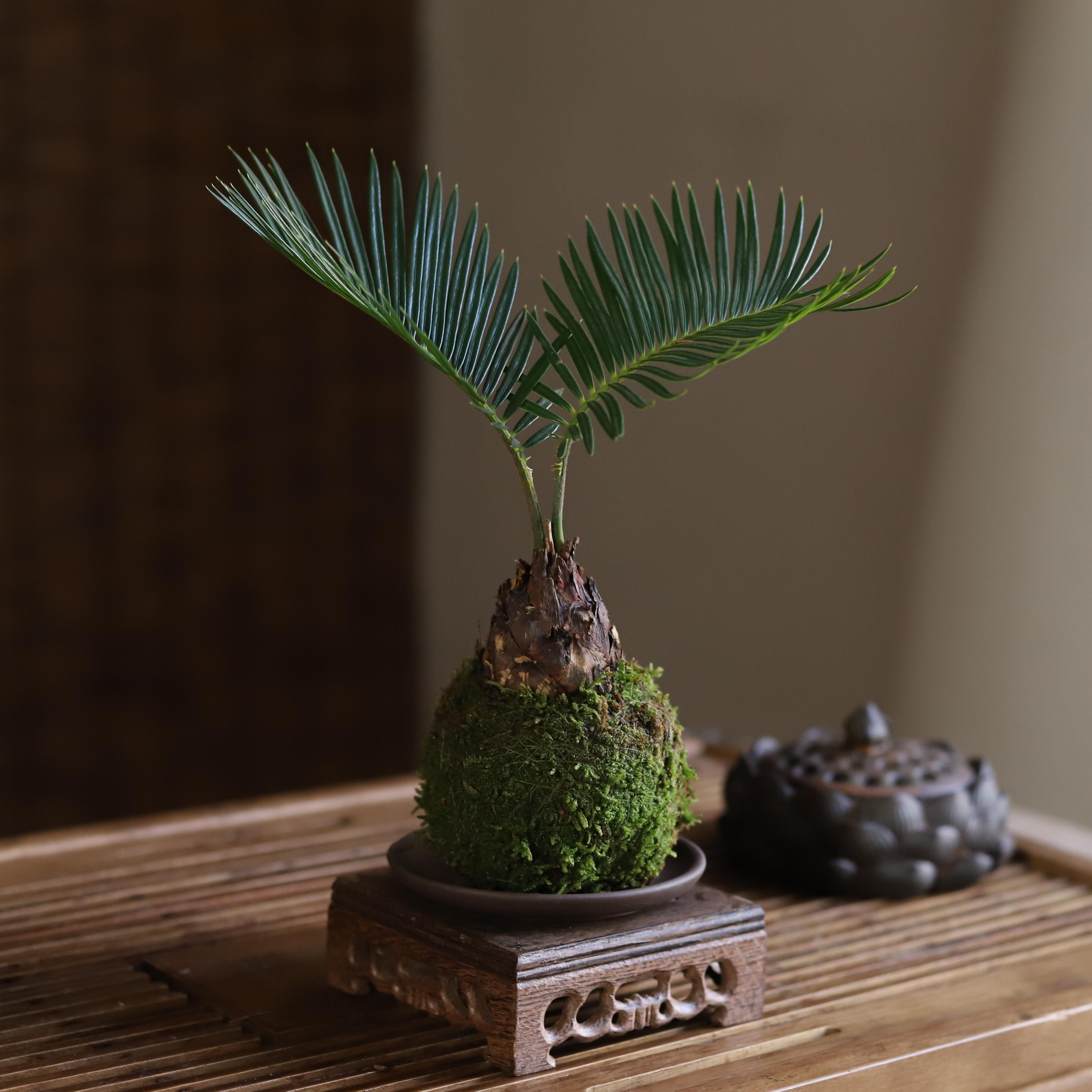 铁树苏铁小盆景盆栽绿植室内桌面巴西好养茶室苔藓球水培易活植物