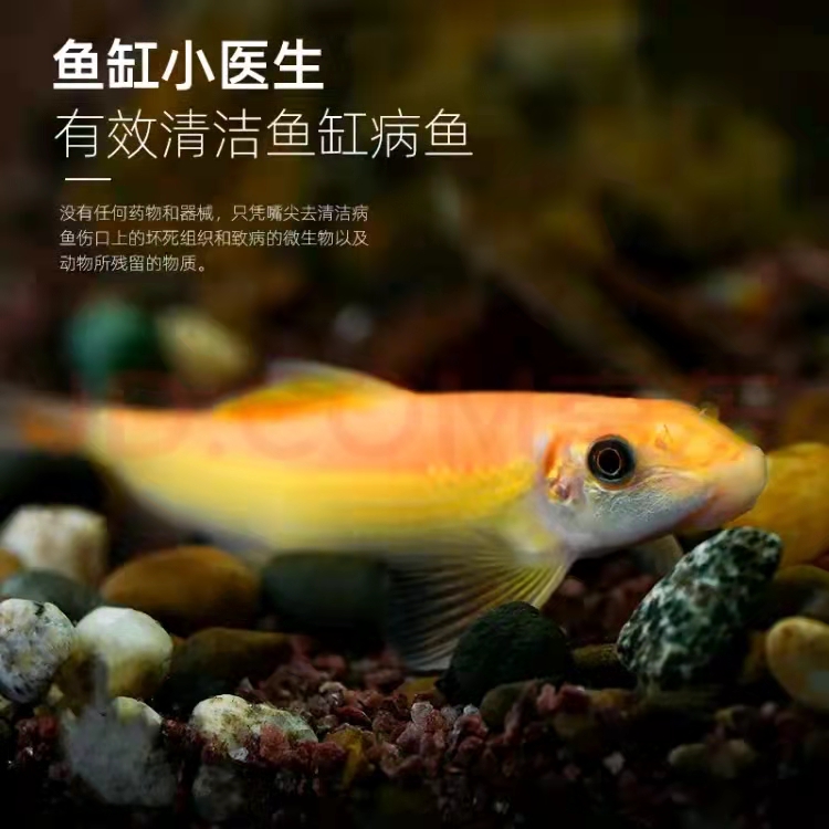 清道夫鱼金苔鼠鱼缸清洁工除藻工具鱼小型热带观赏鱼吃垃圾鱼活体