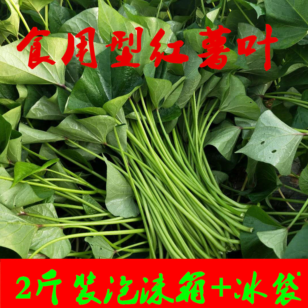 包邮 新鲜蔬菜包邮沙拉临安天目山农家现摘地瓜叶食用红薯叶红薯杆梗