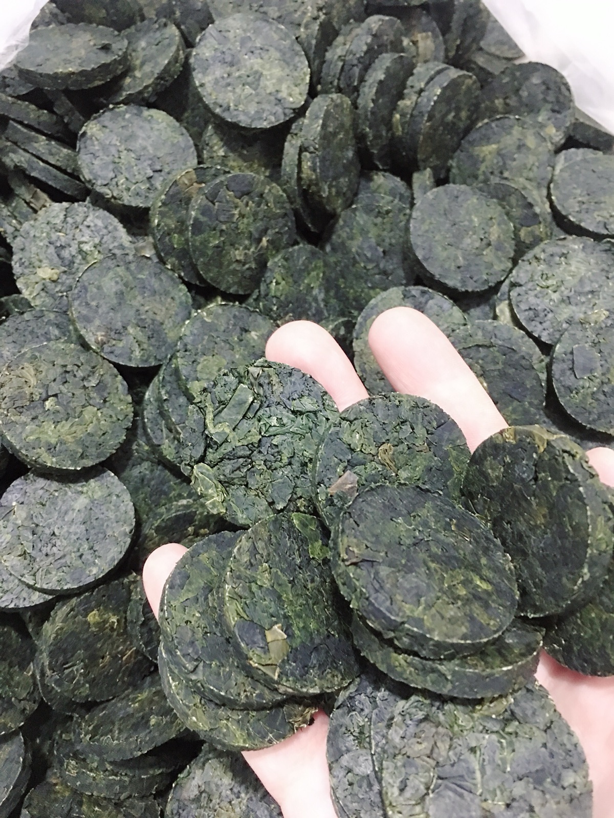 海带饼压缩细嫩无沙开水泡了做汤火锅凉拌500克约60片连江官坞