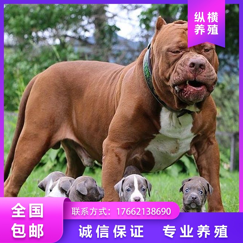 纯种比特犬幼犬活体大型巨型比特犬猎犬斗狗美国恶霸犬斗架狗