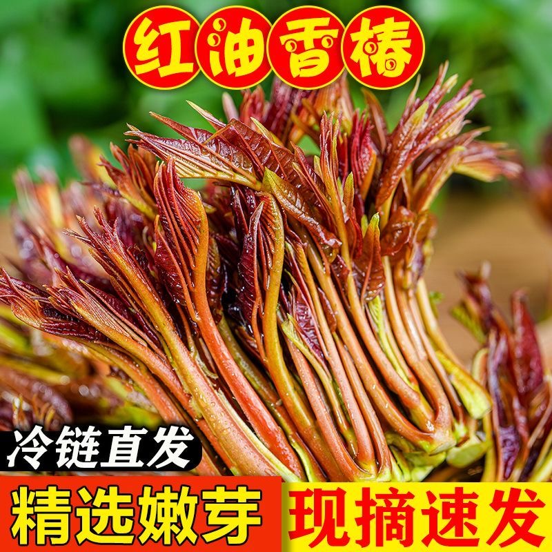 秦岭野生头茬红油香椿芽新鲜现摘现发