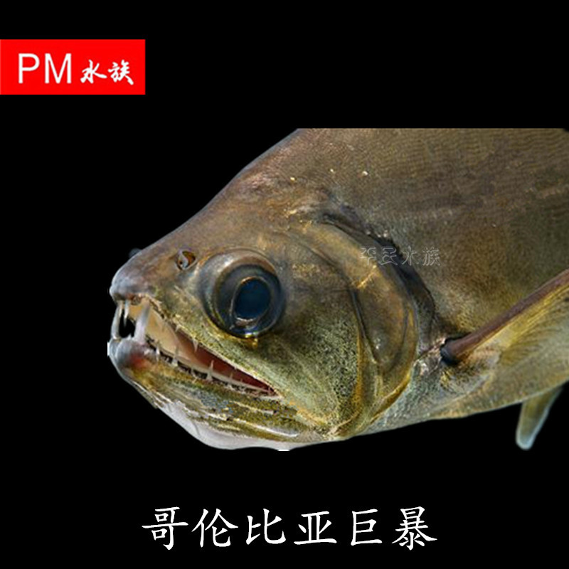 大型凶猛鱼活体哥伦比亚巨暴热带鱼观赏鱼巨暴鱼 成体可达1.5米