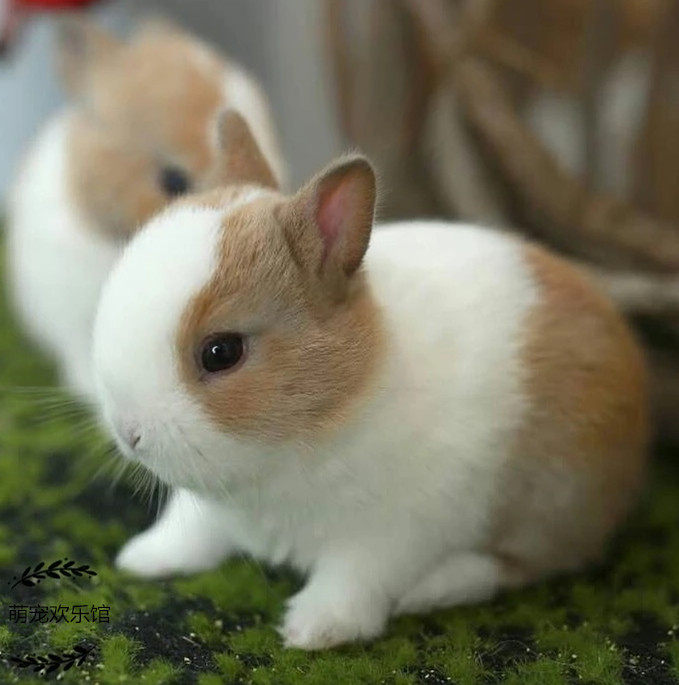 热销宠物活体迷你