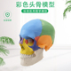 头颅骨头骨教学仿真颅骨模型骷髅头模型功能分区彩色头颅着色头骨