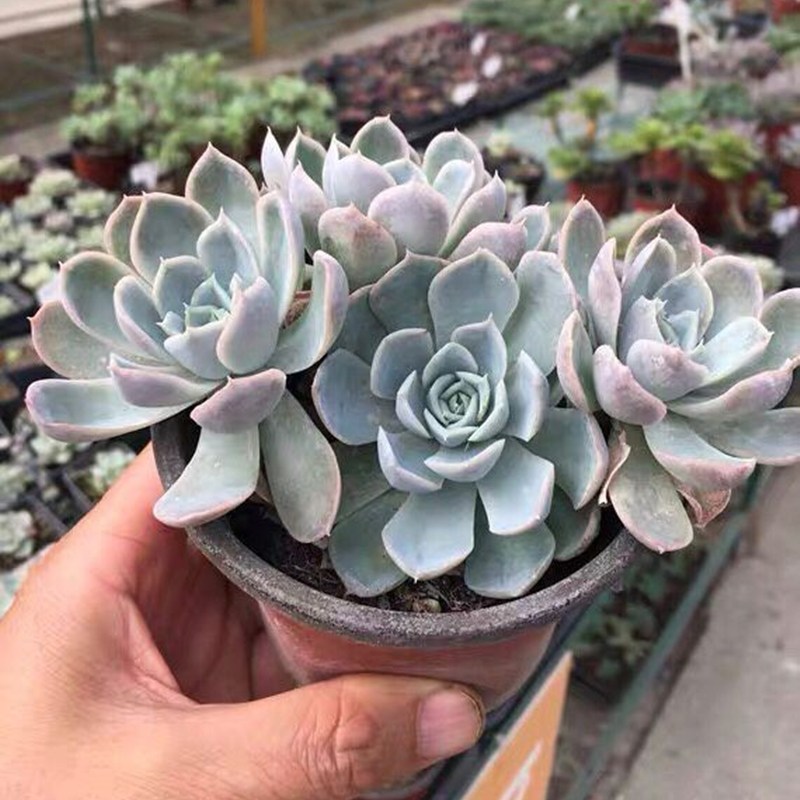 约瑟琳多肉