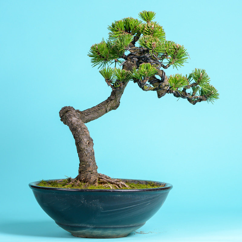 徽派盆景 松针盆景 针叶油亮 生机勃勃