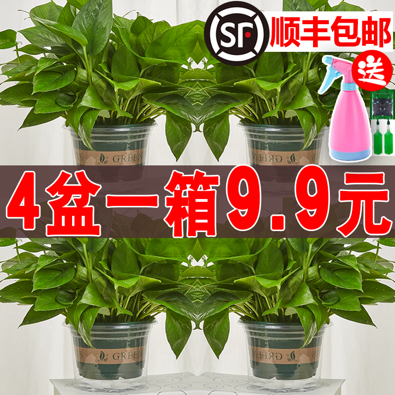 大盆绿萝盆栽喜阴室内植物花卉绿植好养大叶长藤绿箩新房吸除甲醛