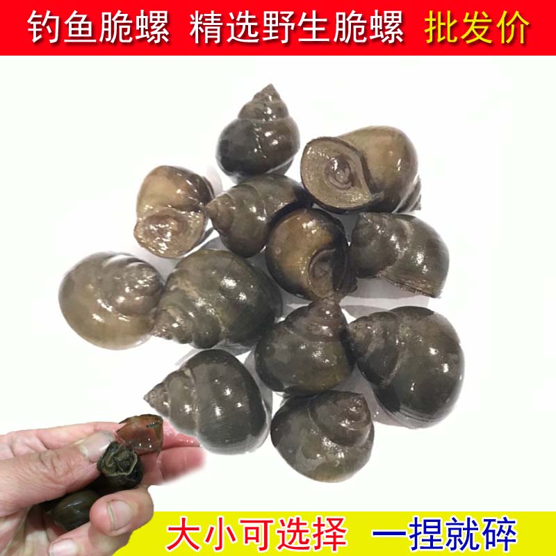 钓青鱼脆螺野生钓鱼螺新鲜钓青鱼脆螺鲜活田螺活体螺蛳鱼饵乌青