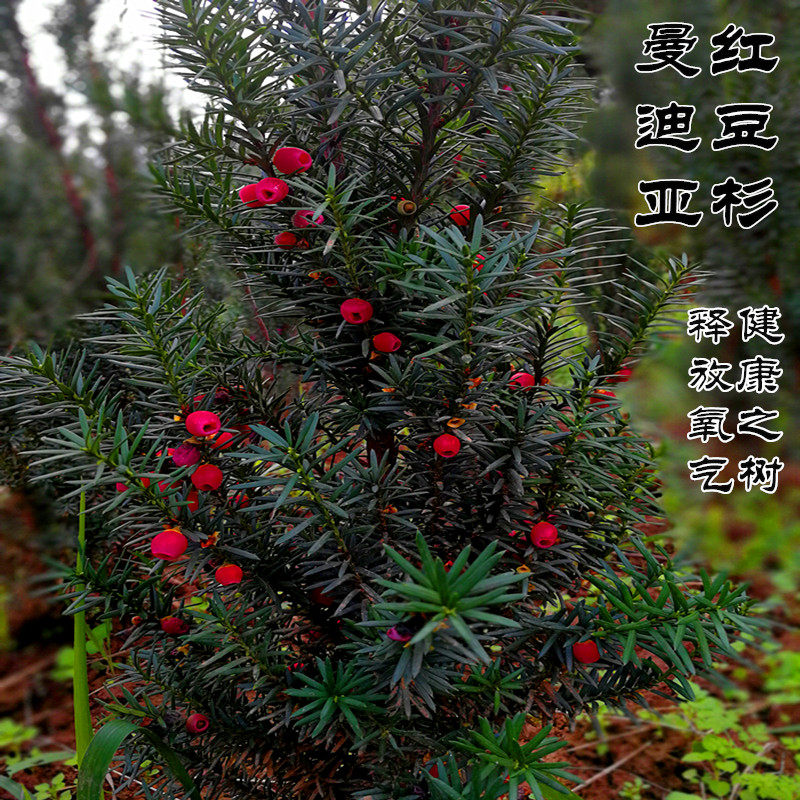 正宗曼地亚红豆杉盆景释放氧气树桩花