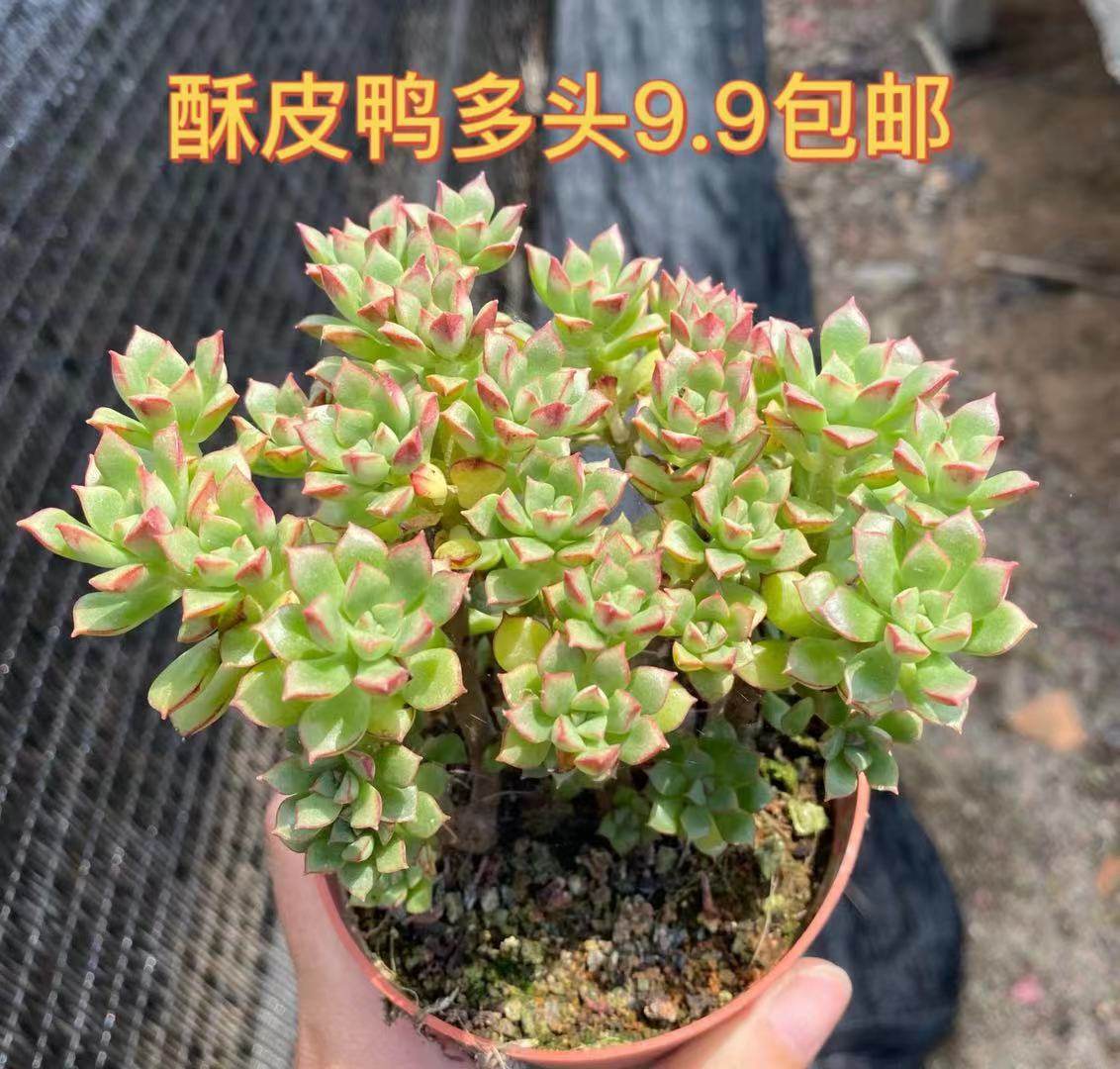 多肉老桩清仓多头包邮酥皮鸭