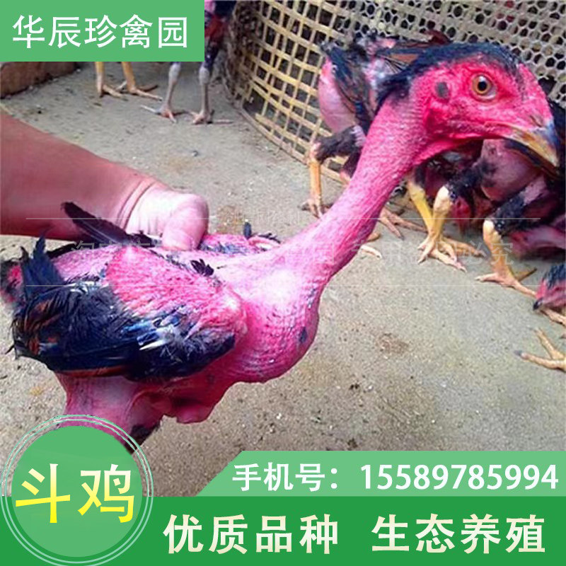 纯种斗鸡活苗小鸡活苗越南鬼子斗鸡成年鸡斗鸡中原受精种蛋包邮