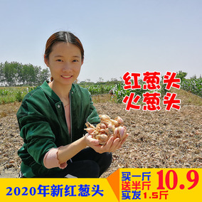 2020苏北农家新鲜小葱头火葱头红皮葱头香葱种子可制葱油酥调料