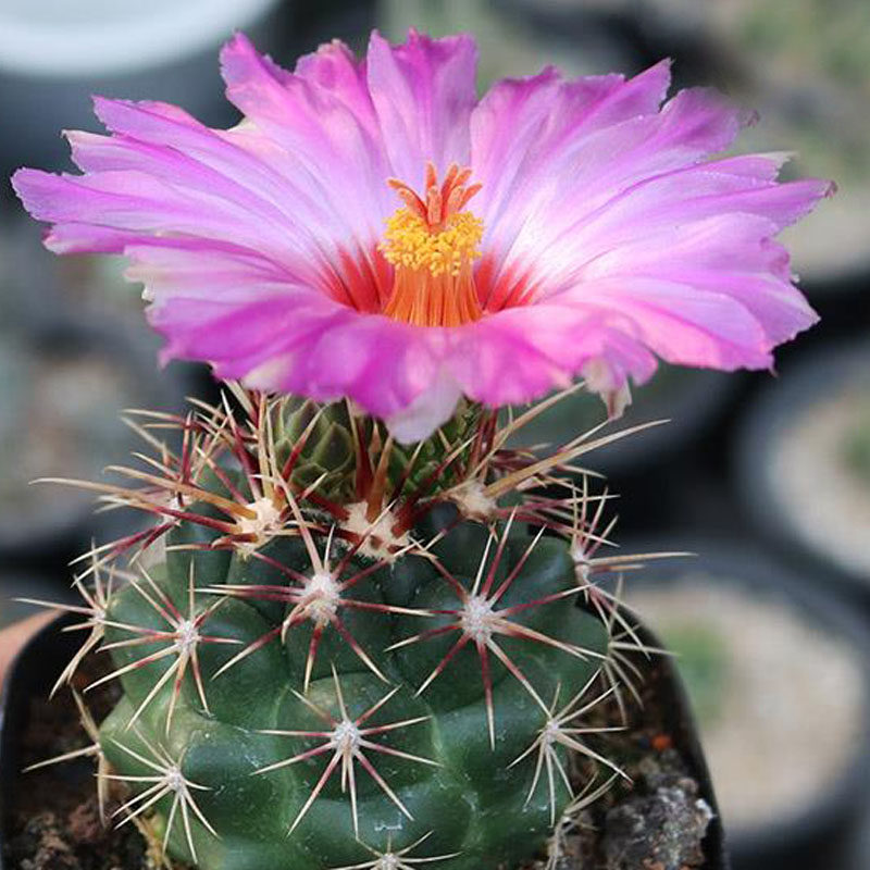 深山老方大统领thelocactus bicolor实生瘤玉属仙人球多肉植物
