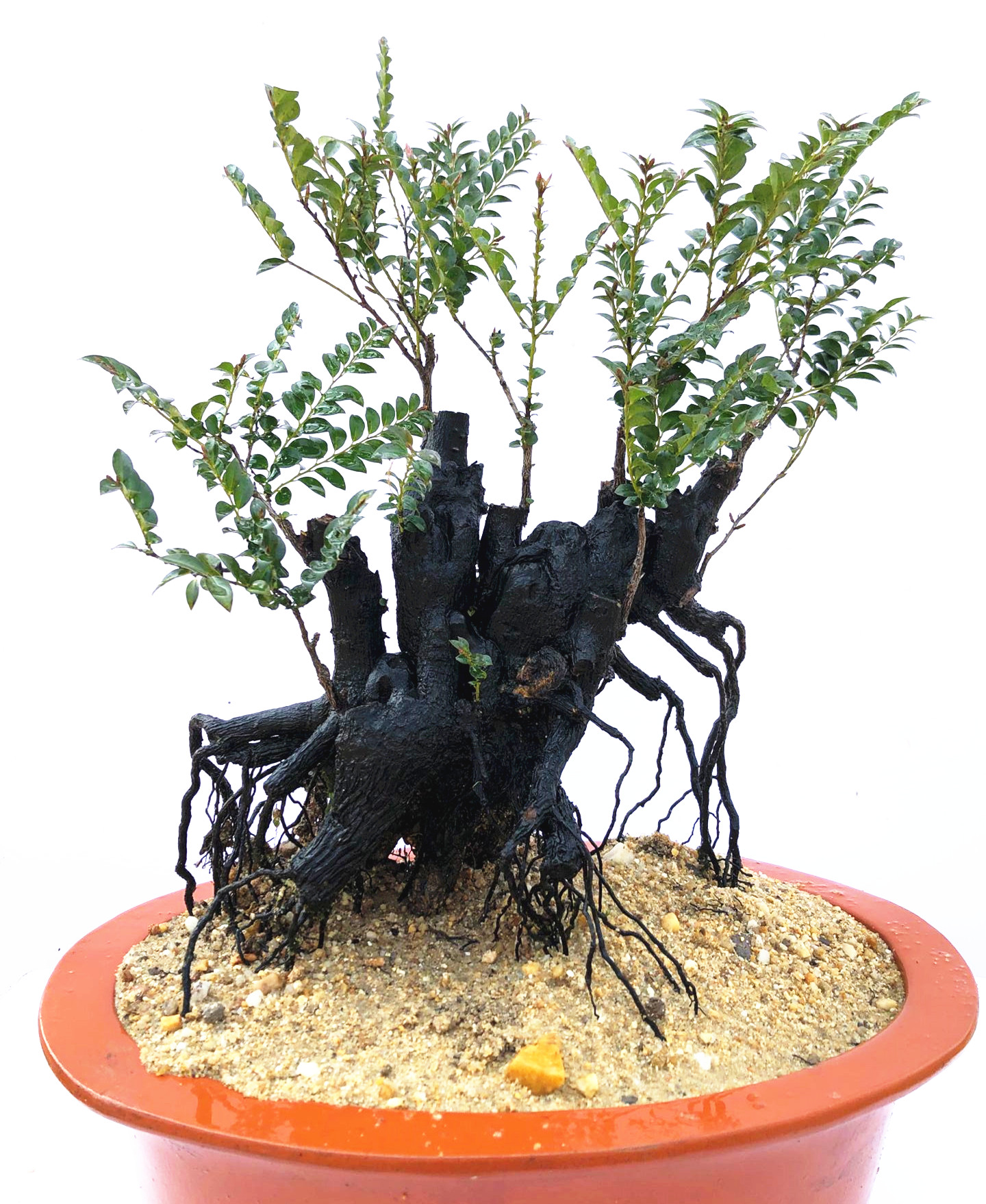 名贵黑骨茶黑檀木盆景树桩植物盆栽室内桌面绿植小叶檀香紫檀树