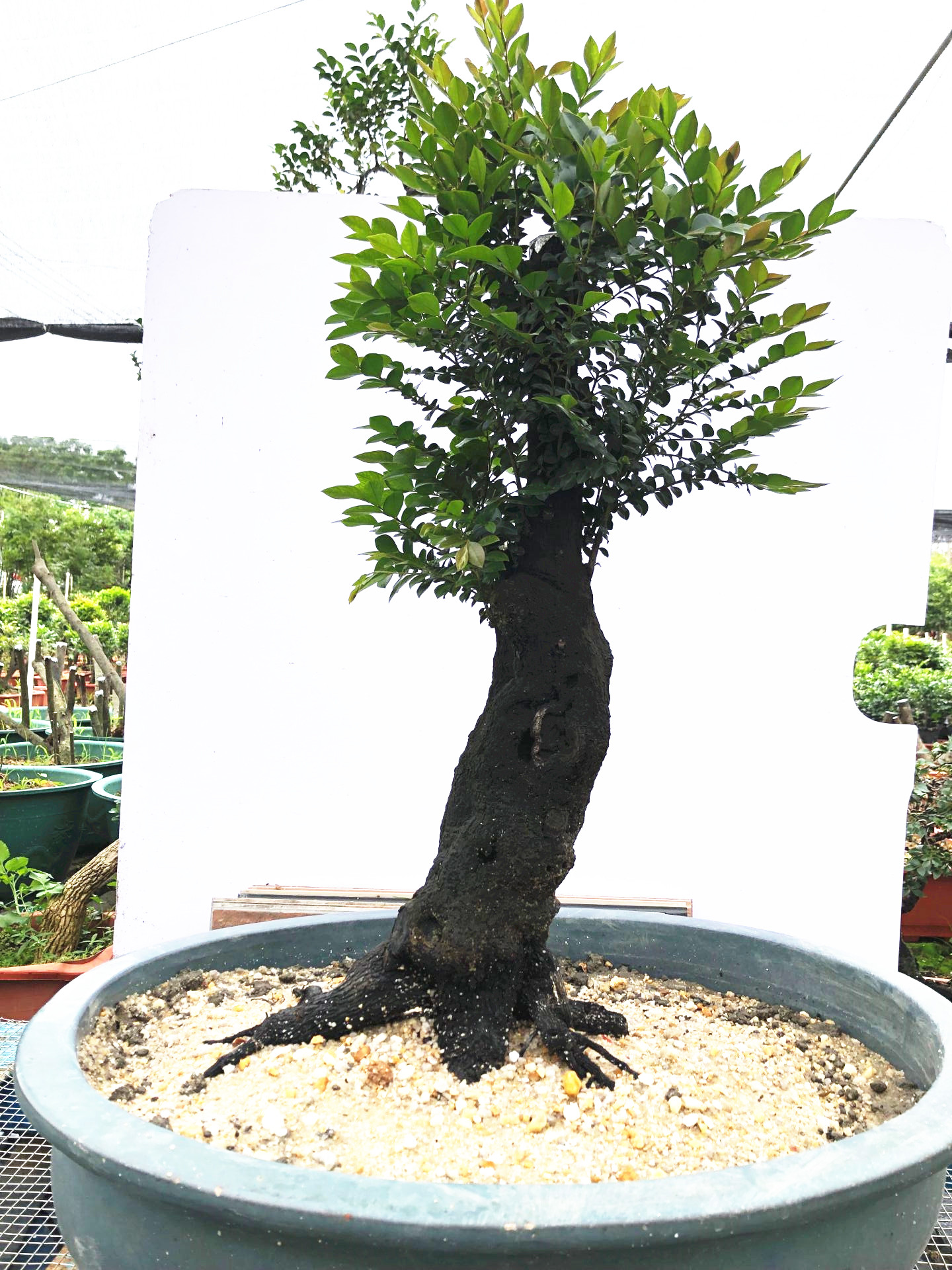 小叶紫檀盆景树桩客厅室内绿植黑骨茶黑檀树盆栽名贵四季常包邮